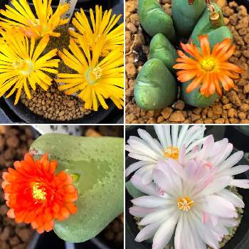 サボテン玉牡丹の投稿画像一覧 Greensnap グリーンスナップ