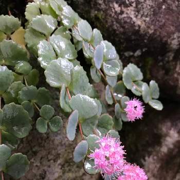 すべての花の画像 無料ダウンロードミセバヤ 花