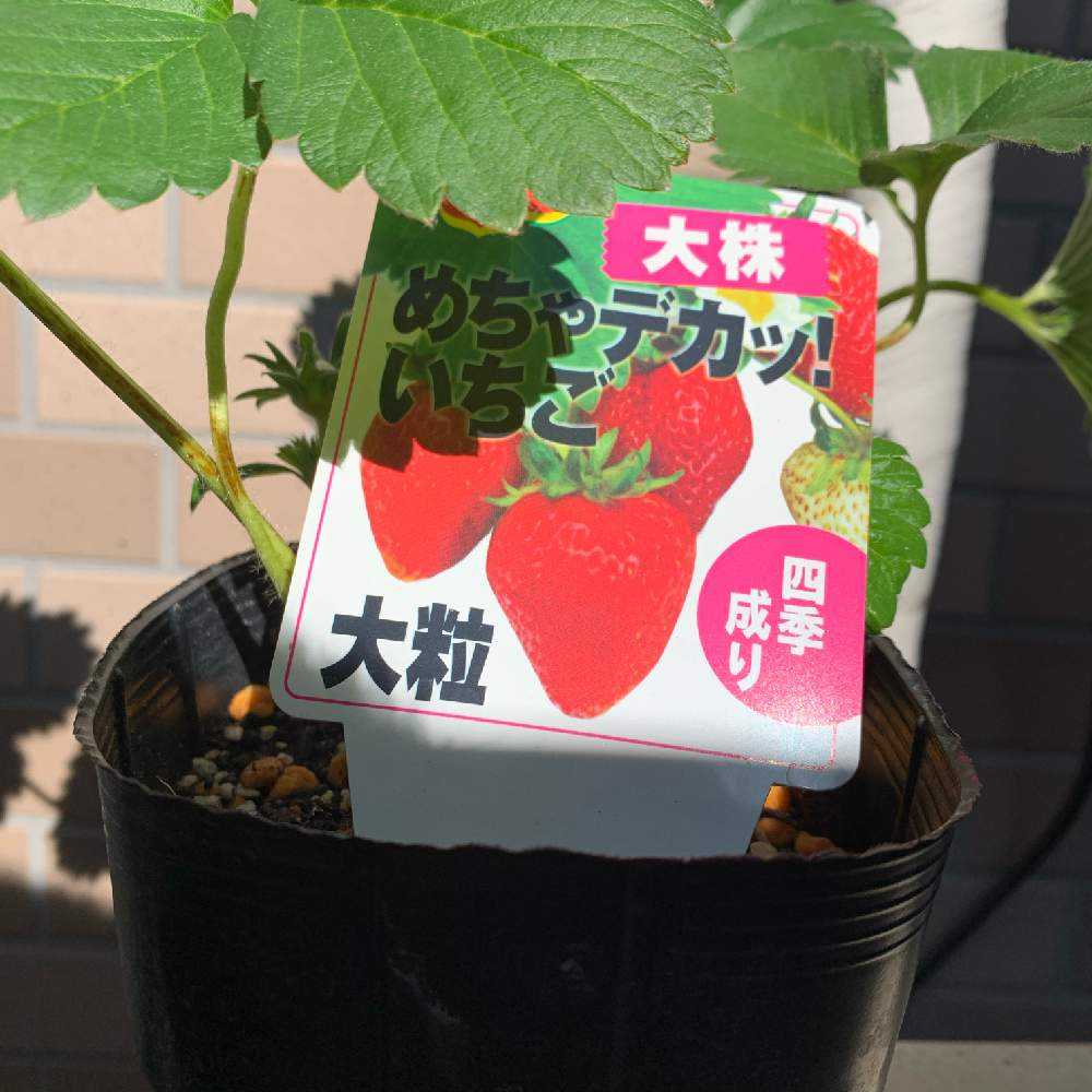 いちご栽培記録 Greensnap グリーンスナップ