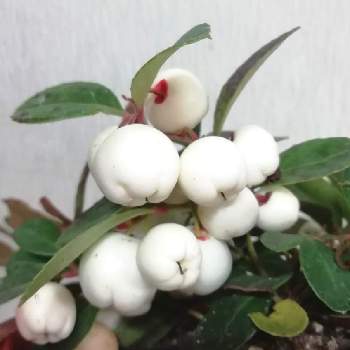 ホワイトベリー の投稿画像一覧 Greensnap グリーンスナップ