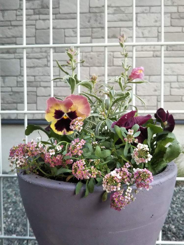 ビオラ パンジーの投稿画像 By うさぎyyさん アンテリナム シルバーストライプとピンク系寄せ植えとアリッサム と斑入りキンギョソウ とビオラ パンジーとアンテリナム シルバーストライプとピンク系寄せ植えとアリッサム と斑入りキンギョソウ 19月11月7日