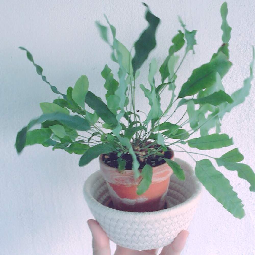 フレボディウム ブルースターの投稿画像 By ホセさん グリーンインテリアとgreen Up 19月11月7日 Greensnap グリーンスナップ