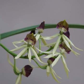 ラン図鑑の投稿画像一覧 Greensnap グリーンスナップ