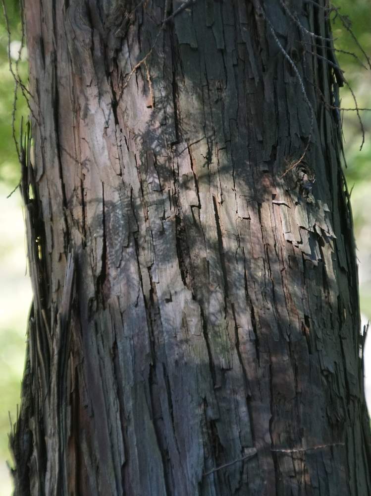 ヒノキの樹皮の投稿画像 By Minoさん 東山植物園と裸子植物と樹皮図鑑とヒノキ科と樹木図鑑と植物園と木本類と東山植物園と裸子植物と樹皮図鑑 とヒノキ科と樹木図鑑と植物園と木本類 19月11月7日 Greensnap グリーンスナップ Greensnap グリーンスナップ