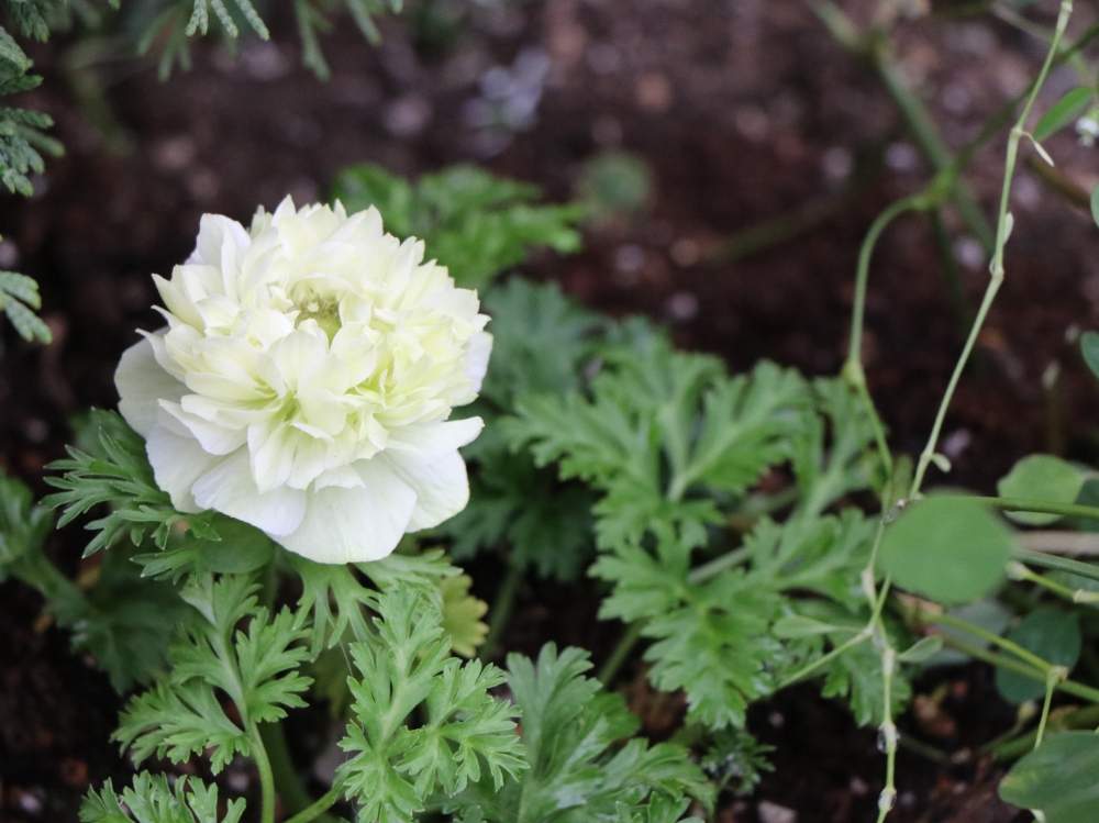 八重咲き アネモネの投稿画像 By まりんさん アネモネ オーロラとアネモネとおきにいりとグリーンの花とキュンキュン とかわいいな と地植え 19月11月7日 Greensnap グリーンスナップ