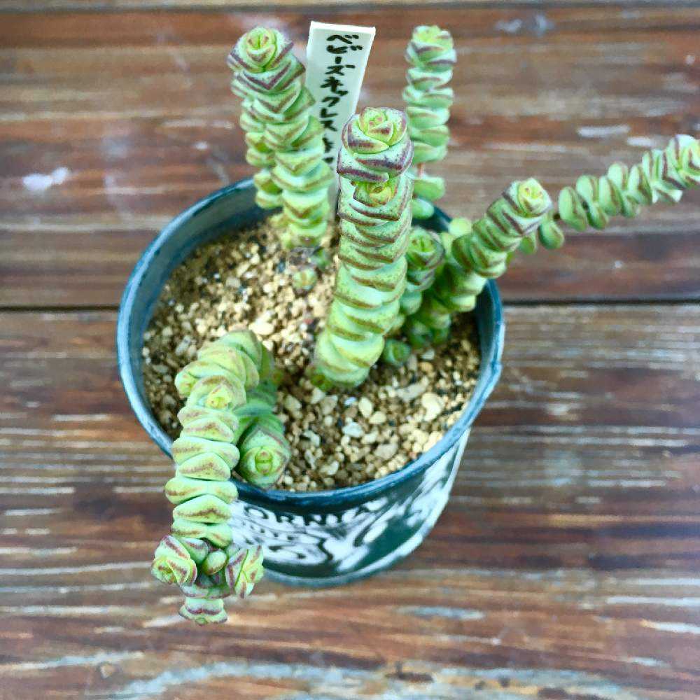 ベビーズネックレス成長記｜🍀GreenSnap（グリーンスナップ）