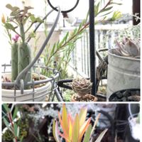 七宝樹,多肉棚DIY,ガーデン雑貨,ホワイトソルトブッシュ,古道具×greenの画像