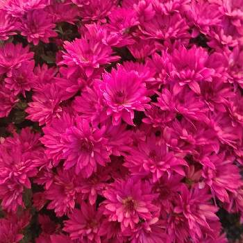 これまでで最高のカルミア 育て 方 すべての美しい花の画像