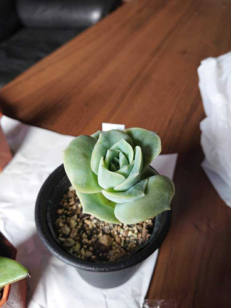 ラブリーローズ 成長記録｜🍀GreenSnap（グリーンスナップ）