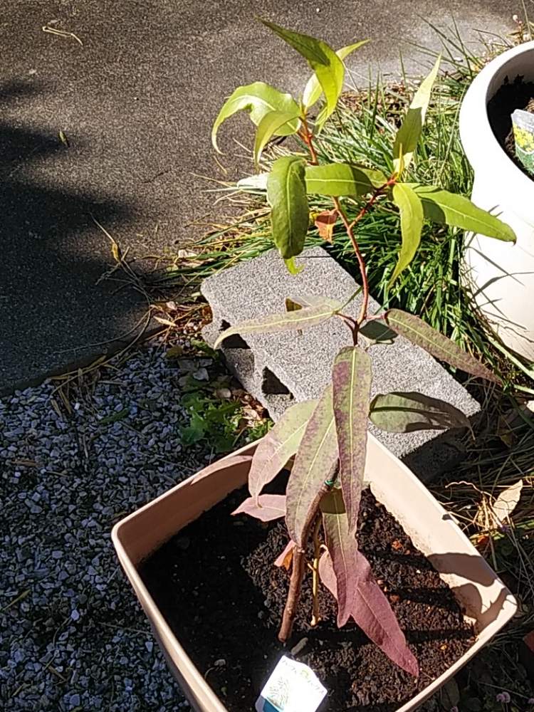 レモン ユーカリの投稿画像 By Sacchanさん ドライフラワーとスワッグと多肉女子とリースと花のある暮らしと家庭菜園奮闘日記 19月11月8日 Greensnap グリーンスナップ