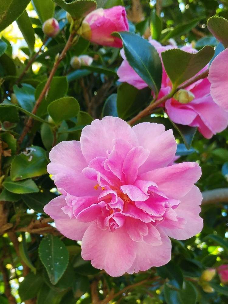 山茶花 サザンカ の投稿画像 By ゆうこ さん お出かけ先と穏やかな秋晴とピンクの花と八重山茶花のピンク と可愛い と優しい花色と花のある暮らしと良い一日を とひっつき虫やだね と穏やかな秋晴とピンクの花と八重山茶花のピンクと可愛い と優しい花色と