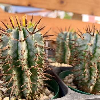 ユーフォルビア ホリダ ゼブラの投稿画像一覧 Greensnap グリーンスナップ