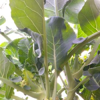 カリッコリーの投稿画像一覧 Greensnap グリーンスナップ