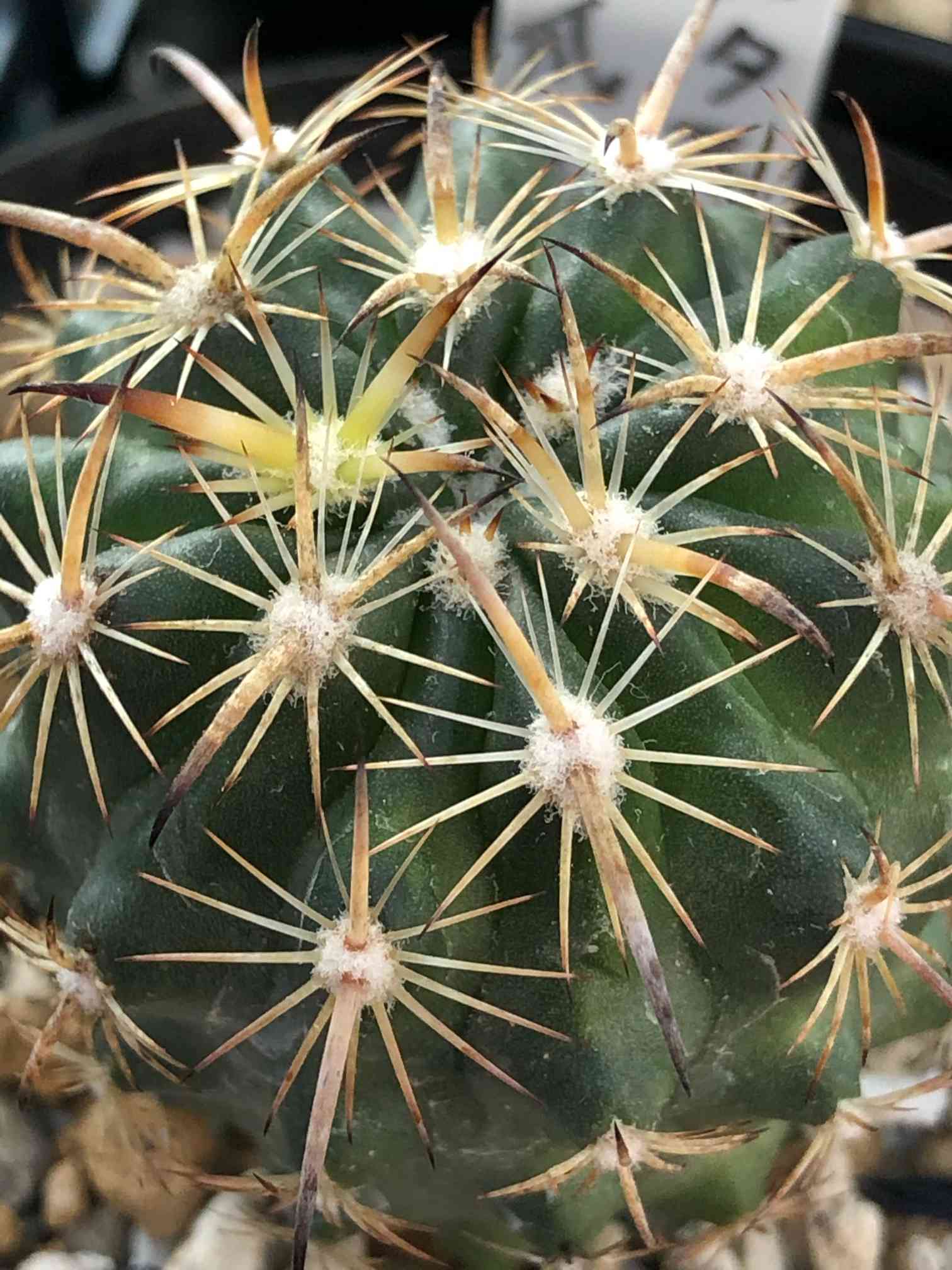 メルカリ便発送☆サボテン エキノマスタス属 虎爪玉(実生苗です) Echinomastus laui. エキノマスタス属 虎爪玉 実生3年生です。 かなり