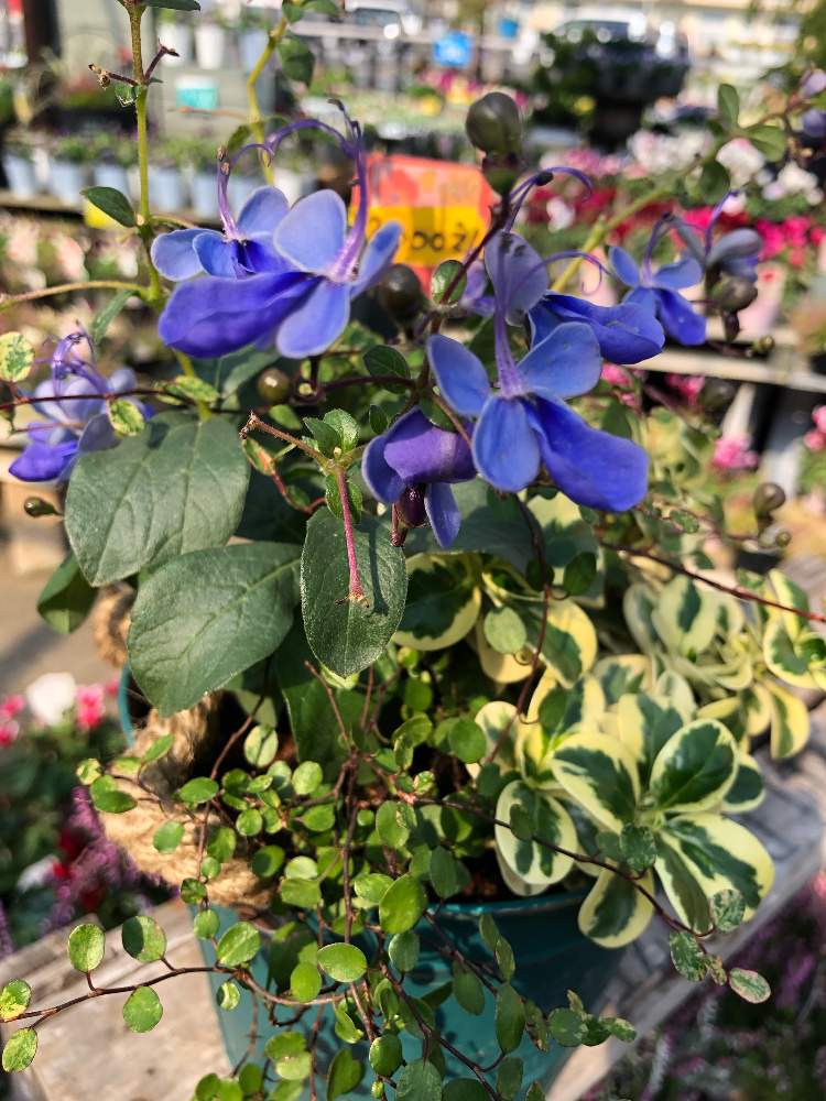 お気に入りの園芸店の投稿画像 By グリーンベル さん 冬の寄せ植えとブルーエルフィン 19月11月8日 Greensnap グリーンスナップ