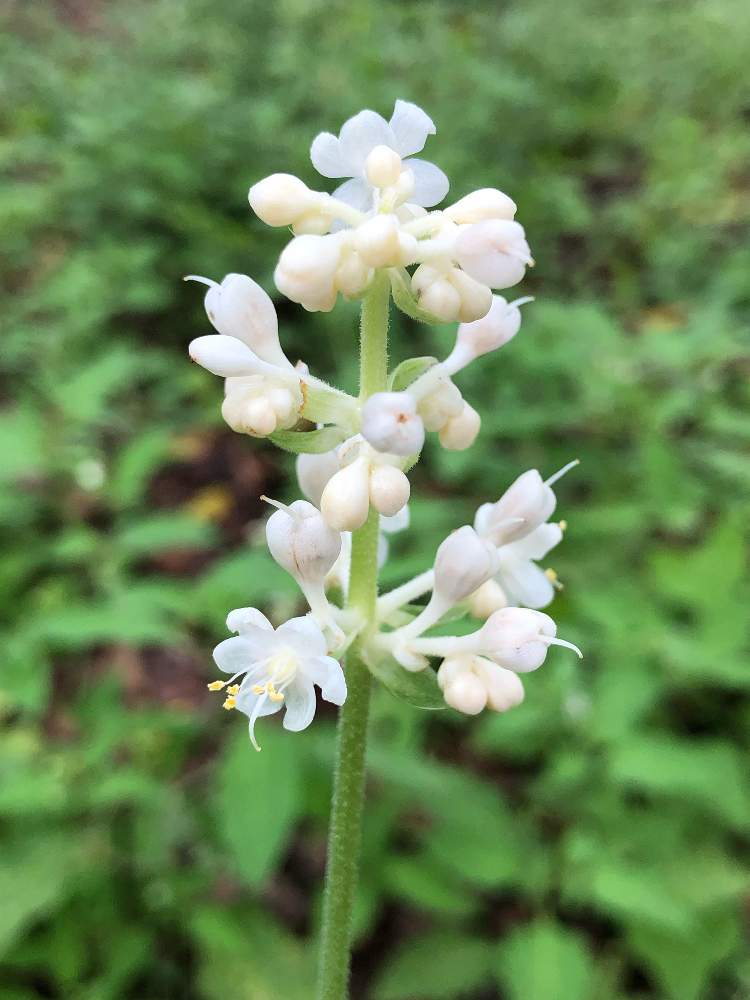 ヤブミョウガの投稿画像 By かめちゃんさん お出かけ先と野草と雑草と花のある暮らしと白い花とお散歩と秋の花と野草と雑草と花のある暮らしと白い花 とお散歩と秋の花 19月11月8日 Greensnap グリーンスナップ Greensnap グリーンスナップ