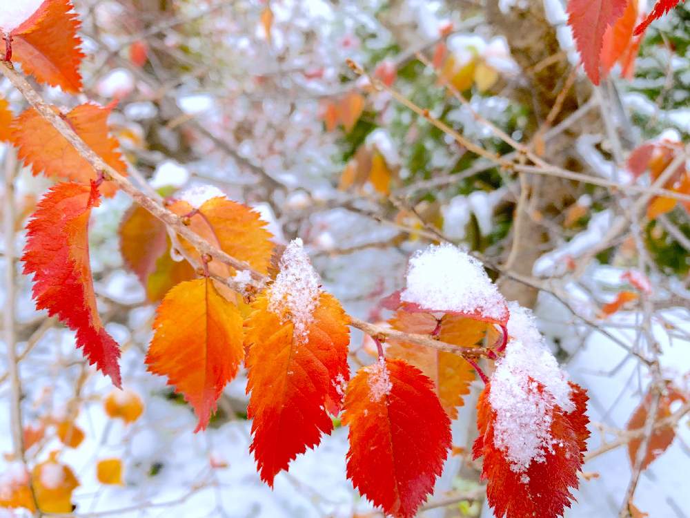 桜の木の投稿画像 By Masa Kさん 紅葉 こうよう と北海道と旭川と紅葉と雪 19月11月9日 Greensnap グリーンスナップ