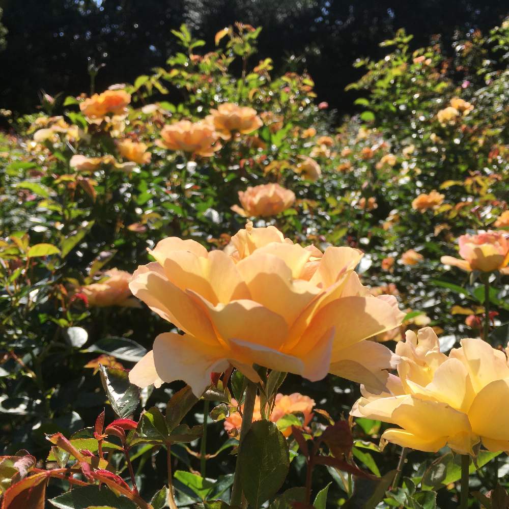 公園の花壇の投稿画像 By れもんソーダさん バラ園とオレンジ色の薔薇と公園の花とバラ ミニバラと公園のバラ 19月11月9日 Greensnap グリーンスナップ