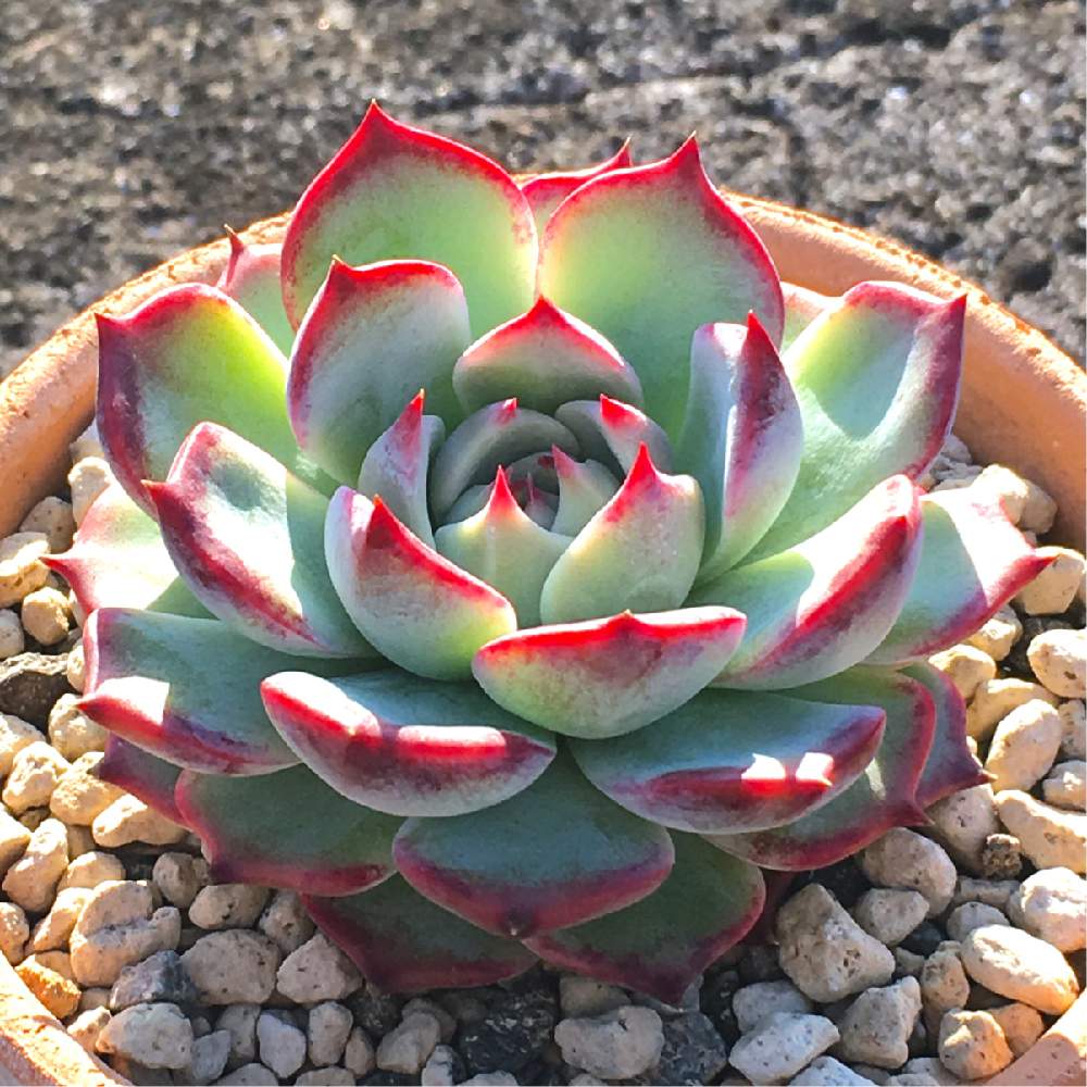 桃太郎の投稿画像 By Higeさん 多肉植物と屋上と屋外管理とフォルムが好きと植中毒と時々雨ざらしとキレイと珍奇植物とタナベフラワーとすくすくと多肉初心者とお陽さまガンガン 19月11月9日 Greensnap グリーンスナップ