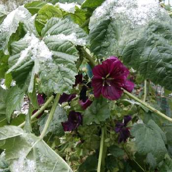 コモンマロウ モルチアナの一覧 Greensnap グリーンスナップ