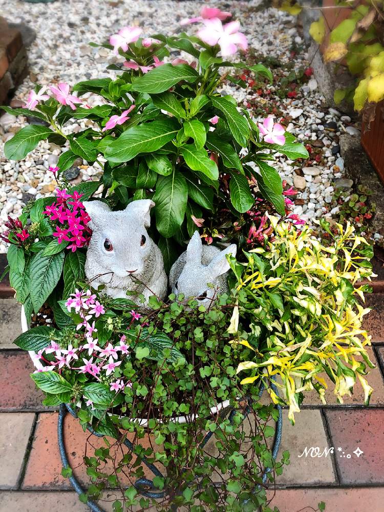 アキランサスの投稿画像 By のん さん ニチニチソウとペンタスとワイヤープランツスペードと寄せ植えと花のある暮らしとみどりのある暮らし 19月11月9日 Greensnap グリーンスナップ