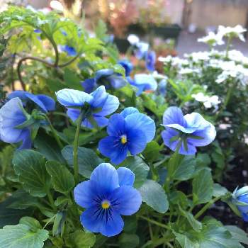 クリアライトブルーの投稿画像一覧 Greensnap グリーンスナップ