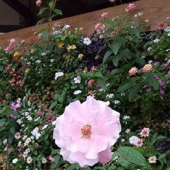 ガーデンミュージアム 花遊庭の画像 by Jun.cyさん | お出かけ先と薔薇♪と品種不明と陶芸教室と今日はお出かけとガーデンミュージアム 花遊庭
