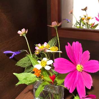 メドウセージの花♡の画像 by わかめさん | 玄関と秋コスモスとケイトウ✿とメドウセージの花♡
