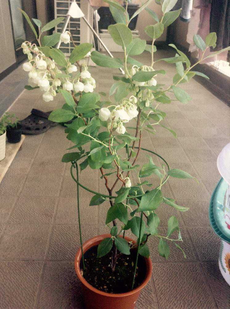 メモ スズランの木 ゼノビア Greensnap グリーンスナップ