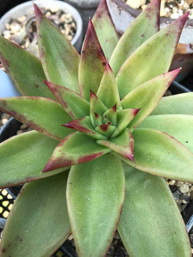 エボニー 成長記録｜🍀GreenSnap（グリーンスナップ）