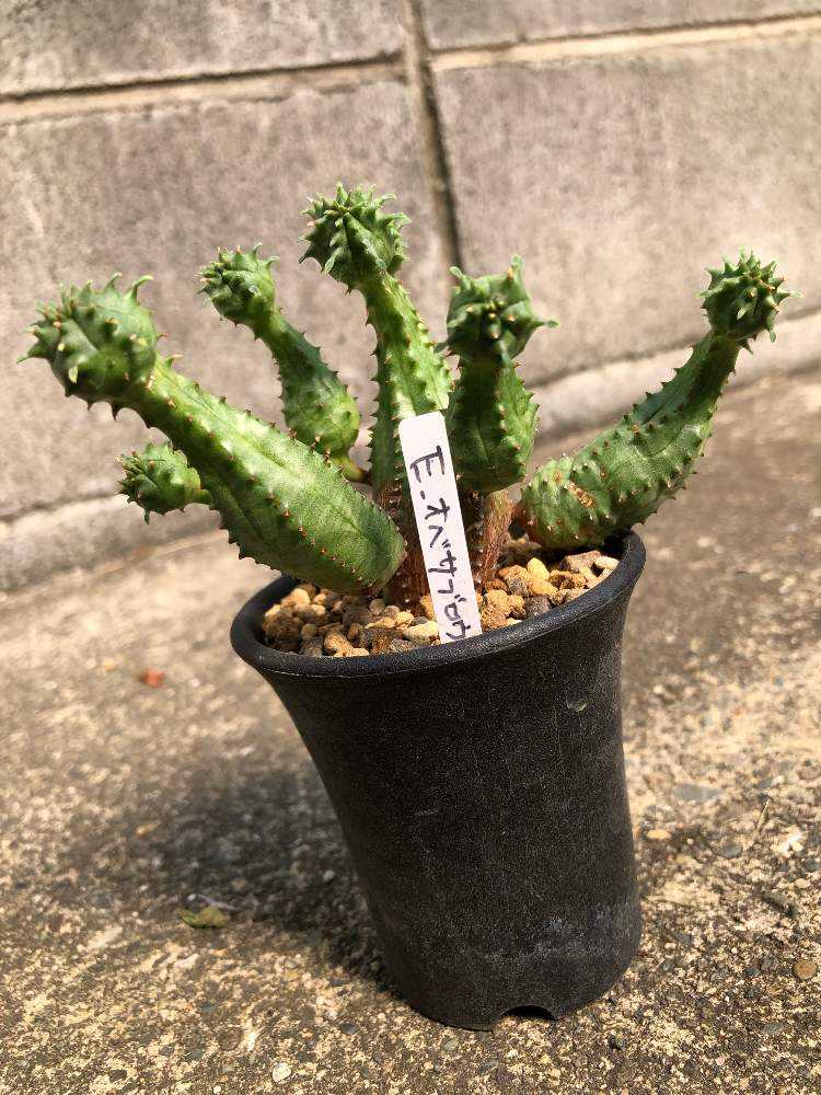 ユーフォルビア・オベサブロウ 2号｜🍀GreenSnap（グリーンスナップ）