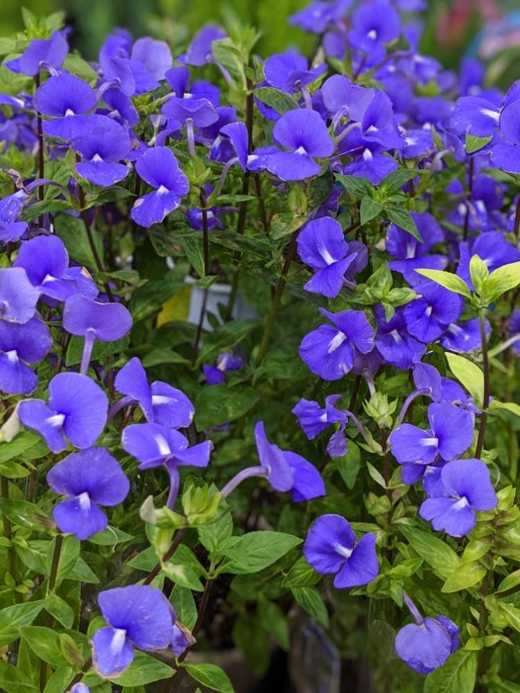 ブルーの花の投稿画像 By 風船カズラさん ニオイスミレ と住吉大社と青い花マニアとチーム ブルーとお出かけ先とチーム ブルー No 003とブルーの花とニオイスミレ と住吉大社と青い花マニアとチーム ブルーとチーム ブルー No 003 19月11月9日 Greensnap