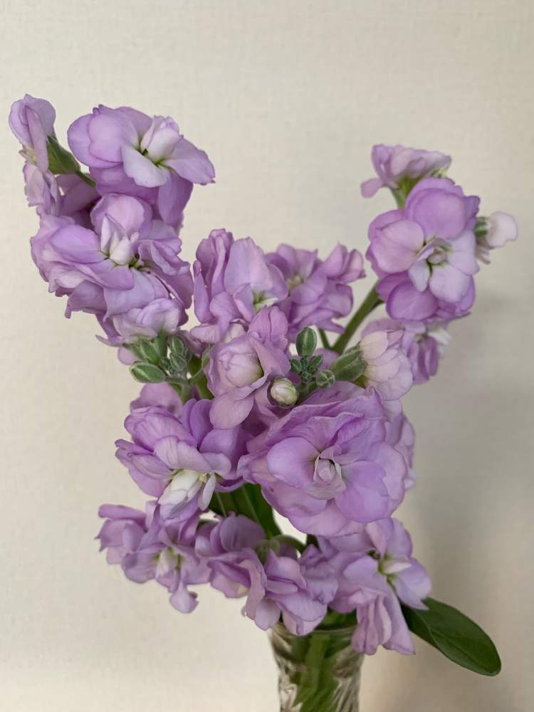 八重咲きストックの投稿画像 By ナオッチさん 切り花と満開と花のある暮らしと花瓶の花 19月11月9日 Greensnap グリーンスナップ