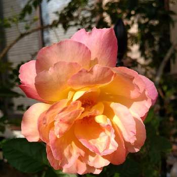 ピンクと黄色の画像 by M4さん | 小さな庭とラジオ 薔薇とピンクと黄色と庭の片隅と黒点病とオレンジ色と花のある暮らしと木蔭