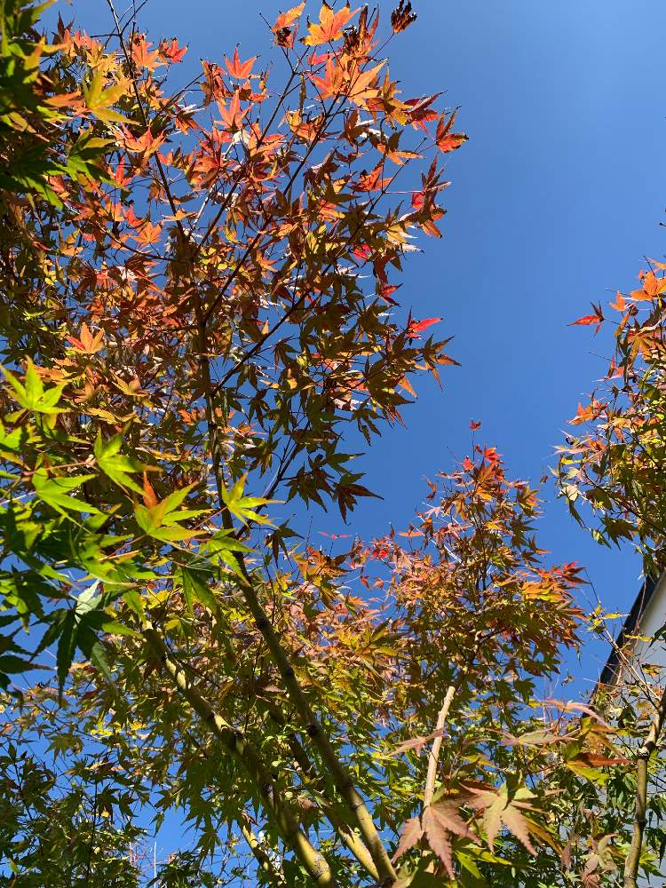 イロハ紅葉の投稿画像 By ボタニカル文太さん カラーリーフ樹木と黄葉とカエデもみじと岐阜県と紅葉 こうよう と目隠しグリーンと雑木の庭ともみじ紅葉 19月11月9日 Greensnap グリーンスナップ