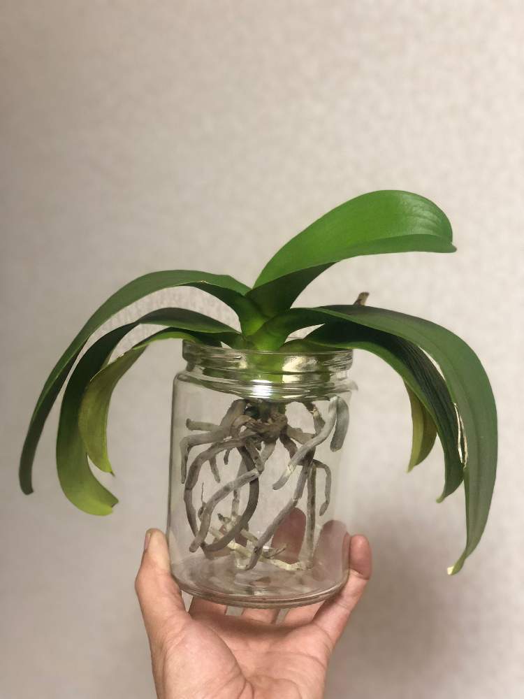 胡蝶蘭の投稿画像 By Komiya4さん 部屋と着生植物とボタニカルライフと植物男子と100均と我流栽培と癒しと酒のために植物を育てるとgs映えと植中毒と完全に植中毒と禁断症状と植物中毒と水耕栽培と葉水は大事とうれしい と 根っ子フェチとレスキューと着生植物と
