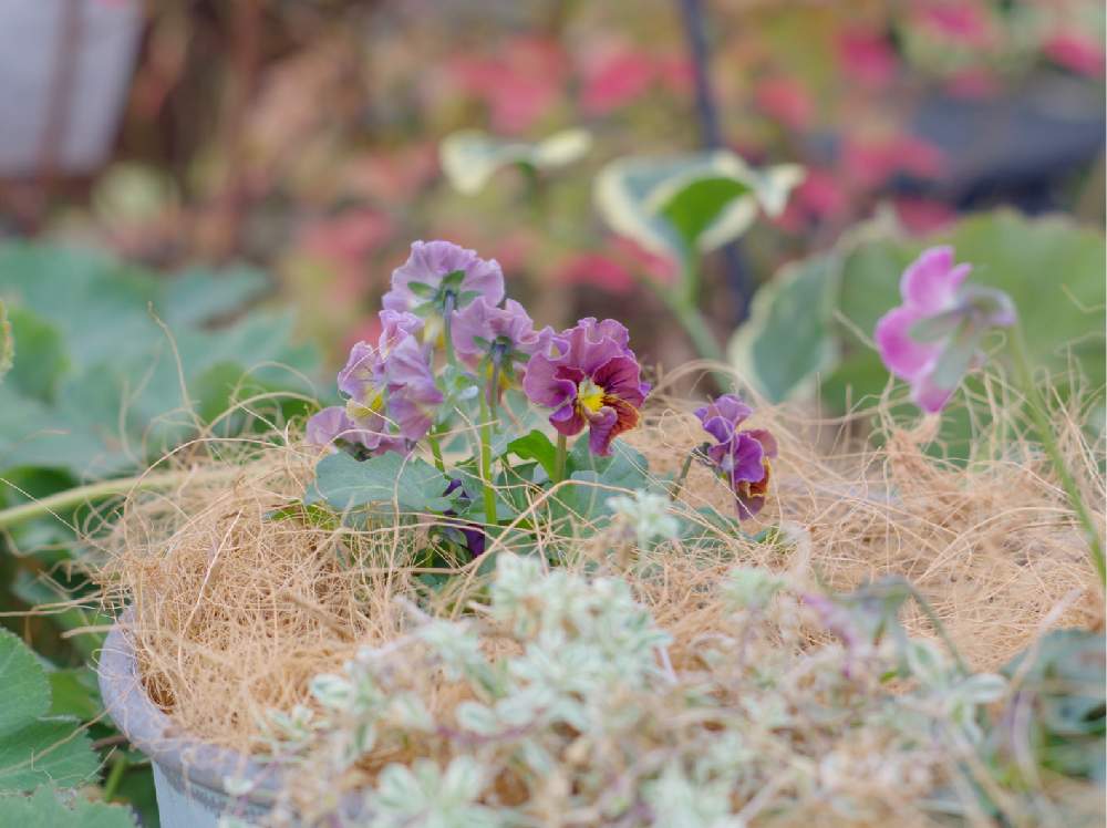アンティークビオラファルファリアの投稿画像 By Masyuさん 小さなお花とお花を楽しむと寄せ植えと半日陰の庭とお気に入りのビオラとナチュラルガーデンと素敵な色合いと鉢植えと花のある暮らし 19月11月9日 Greensnap グリーンスナップ