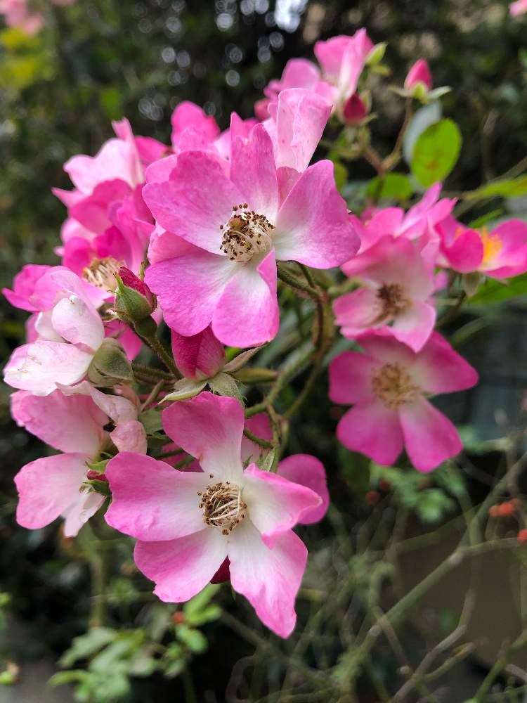 ピンクの花の投稿画像 By みーさん かわいいのが好きと一重のバラとつるバラとつる性植物と可愛いと花のある暮らしと薔薇バレリーナ 19月11月10日 Greensnap グリーンスナップ