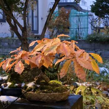 小楢の画像 by tomoさん | 小さな庭と盆栽と紅葉（こうよう）とドングリの木と小楢