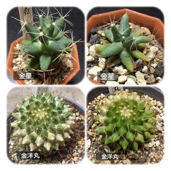 ドリコテレ 金星の投稿画像一覧 Greensnap グリーンスナップ