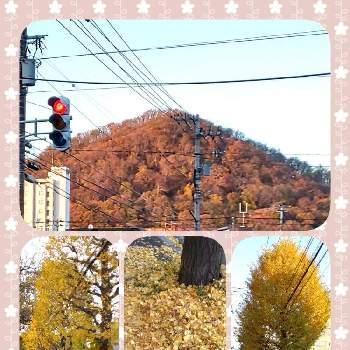 藻岩山の投稿画像一覧|🍀GreenSnap(グリーンスナップ)