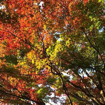 環境芸術の森の投稿画像一覧 Greensnap グリーンスナップ