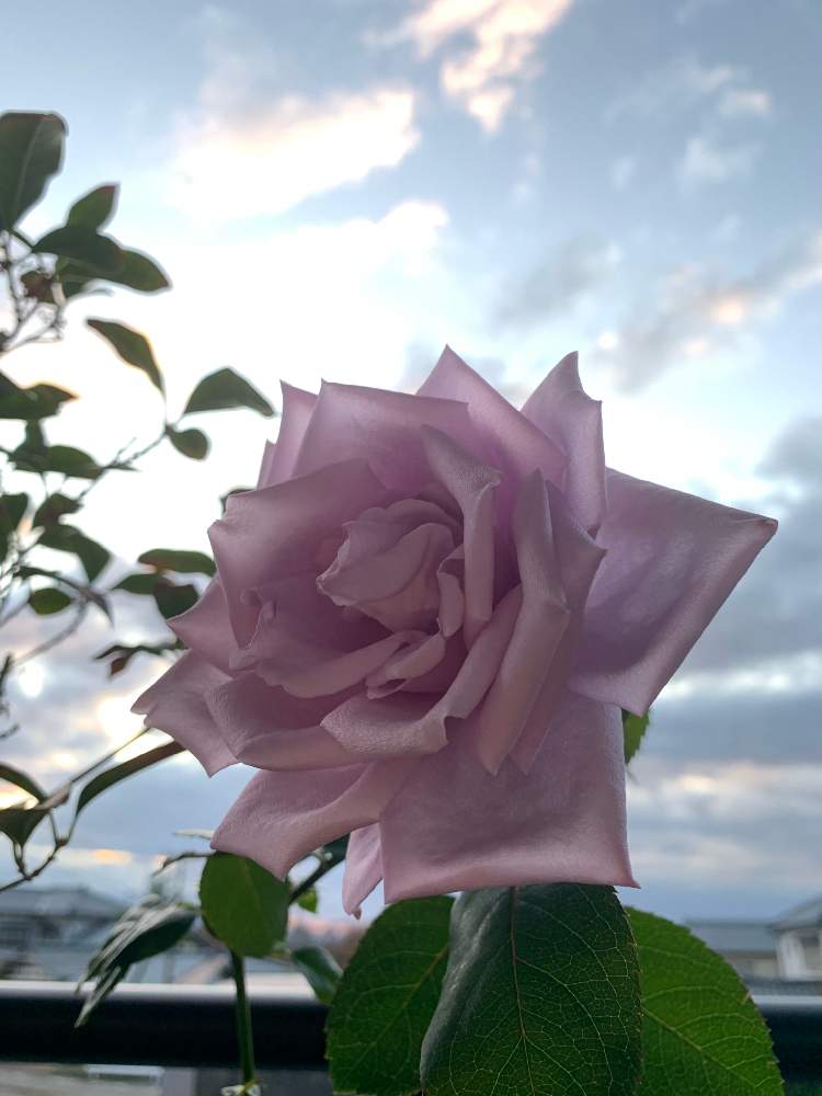 マダム ヴィオレの投稿画像 By ぱやぱや さん バラ 鉢植えと花のある暮らしとおおきくなあれとバルコニスト 19月11月10日 Greensnap グリーンスナップ