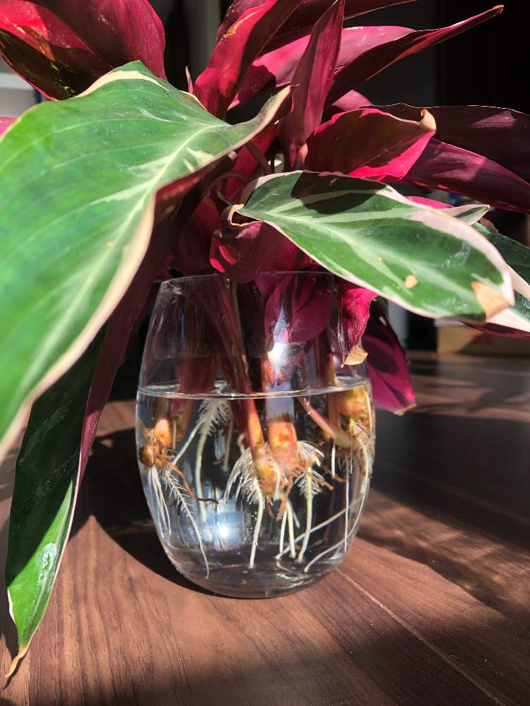 カラテア ストロマンテ トリオスターの投稿画像 By しめじさん 観葉植物と観察日記 19月11月10日 Greensnap グリーンスナップ