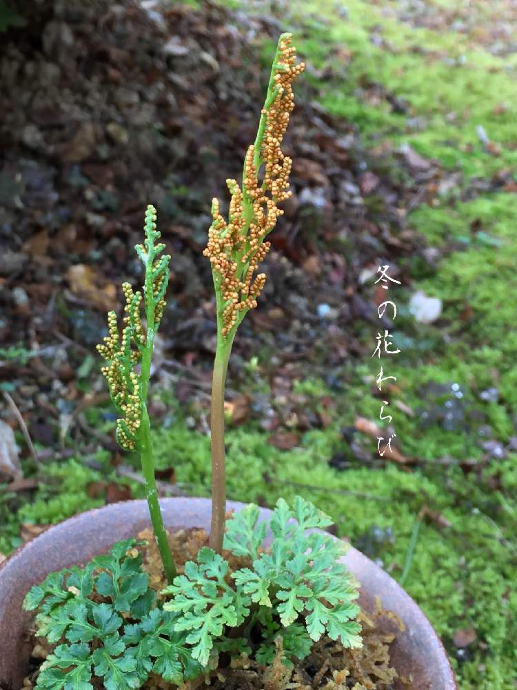 山野草の投稿画像 By 美野美谷さん 和の庭と冬の花蕨と秋の庭と和風の庭とシダ植物と秋の山野草とmy 苔 羊歯と盆栽風 19月11月10日 Greensnap グリーンスナップ