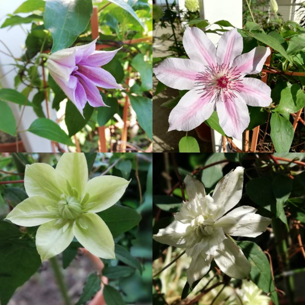 クレマチスの投稿画像 By 海の月さん クレマチス白万重とクレマチス フロリダ系かもと鉢植えと千葉県とバルコニストと今 咲いてる 19月11月10日 Greensnap グリーンスナップ クレマチスの投稿画像 By 海の月さん クレマチス白万重とクレマチス フロリダ系かもと鉢植えと千葉県とバルコニストと今 咲いてる 19月11月10日 Greensnap グリーンスナップ