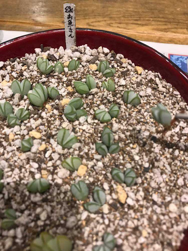 1ポット485円 碧魚連 9cmポット 碧魚連の花 | 小さな