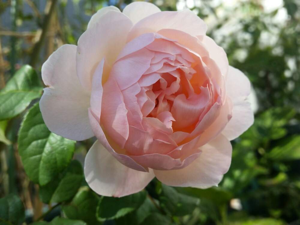 シャリファ アスマの投稿画像 By 陸の上のあんこさん ばら バラ 薔薇とバラ イングリッシュローズとあんこの庭と鉢植えと花のある暮らしとpic加工なし 19月11月10日 Greensnap グリーンスナップ
