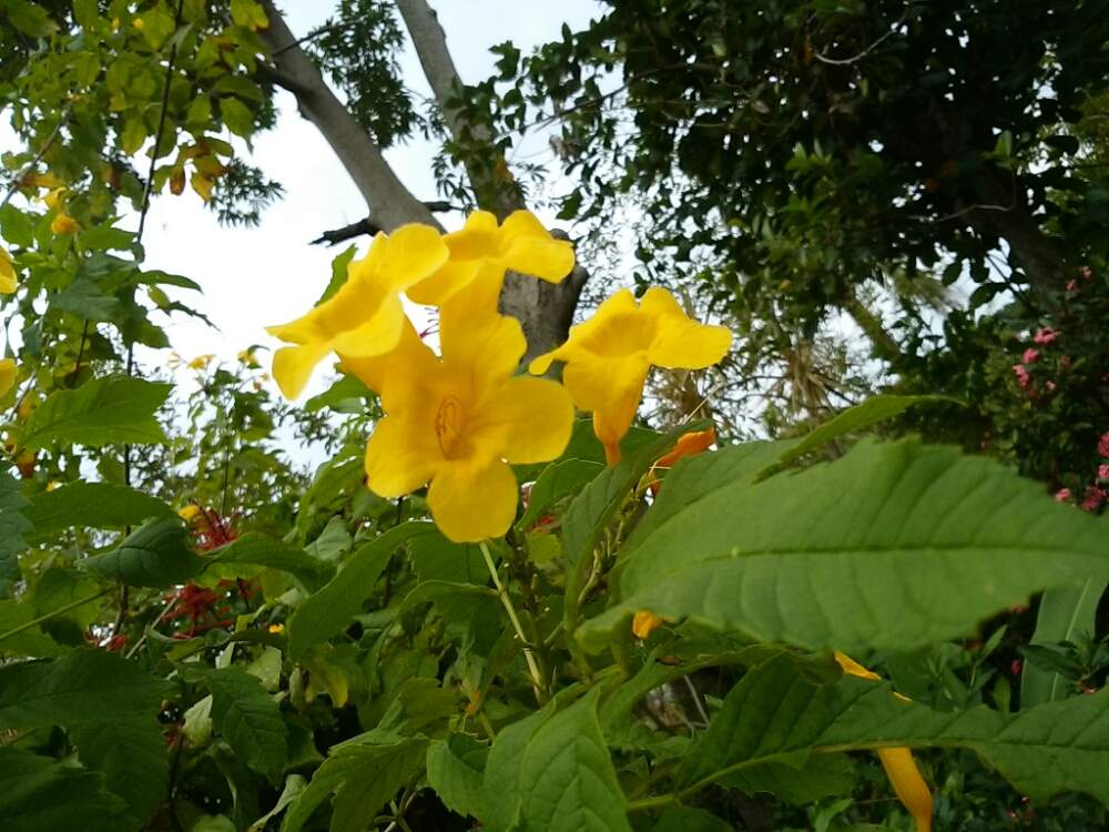 金鈴樹の投稿画像 By Moonさん イエローベルと黄色い花と沖縄と東南植物楽園と旅の記録 19月11月10日 Greensnap グリーンスナップ