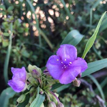 ムラサキツユクサ 花びら４枚の投稿画像一覧 Greensnap グリーンスナップ